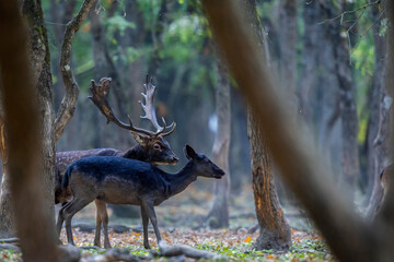 The wild european fallow deer male and female, Dama dama, during autumn rut at the edge of forest meadow. Photographed in natural light and wild natural forest.  © Silviu