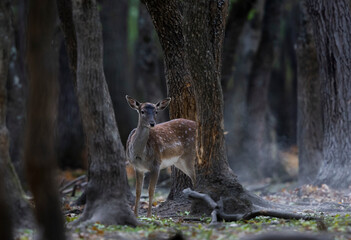 The wild european fallow deer female, Dama dama, during autumn rut at the edge of forest meadow. Photographed in natural light and wild natural forest.  © Silviu