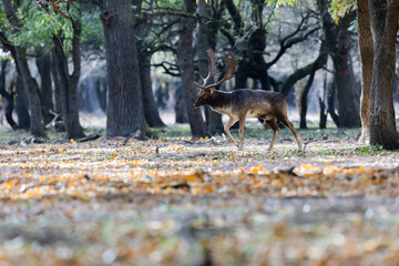 The wild european fallow deer male, Dama dama, roaring during autumn rut at the edge of forest meadow. Photographed in natural light and wild natural forest.  © Silviu