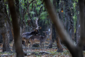 The wild european fallow deer male and female, Dama dama, during autumn rut at the edge of forest meadow. Photographed in natural light and wild natural forest.
