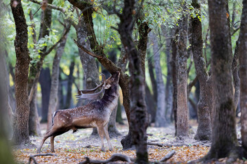 The wild european fallow deer male, Dama dama, roaring during autumn rut at the edge of forest...