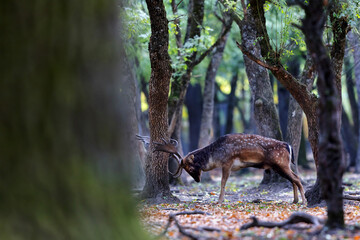 The wild european fallow deer male, Dama dama, roaring during autumn rut at the edge of forest meadow. Photographed in natural light and wild natural forest.  © Silviu