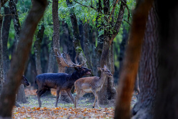 The wild european fallow deer male and female, Dama dama, during autumn rut at the edge of forest meadow. Photographed in natural light and wild natural forest.  © Silviu