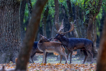 The wild european fallow deer male and female, Dama dama, during autumn rut at the edge of forest meadow. Photographed in natural light and wild natural forest.
