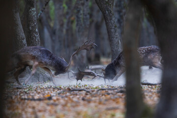 The wild european fallow deer male, Dama dama, fight during autumn rut at the edge of forest meadow. Photographed in natural light and wild natural forest.
