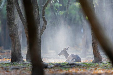 The wild european fallow deer female, Dama dama, during autumn rut at the edge of forest meadow. Photographed in natural light and wild natural forest.  © Silviu