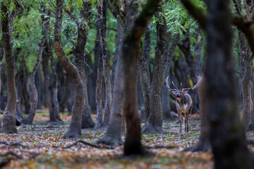 The wild european fallow deer male, Dama dama, roaring during autumn rut at the edge of forest meadow. Photographed in natural light and wild natural forest.  © Silviu