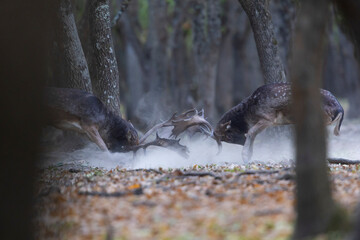 The wild european fallow deer male, Dama dama, fight during autumn rut at the edge of forest meadow. Photographed in natural light and wild natural forest.  © Silviu