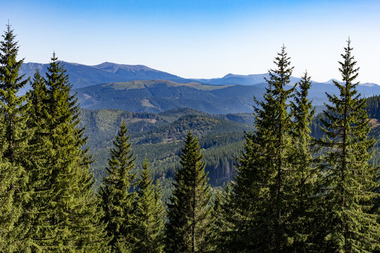 Panoramic view of evergreen conifer forest and rolling mountain ridges under a clear blue sky, tranquil wilderness landscape.