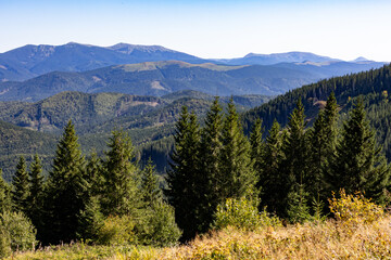 Panoramic view of evergreen conifer forest and rolling mountain ridges under a clear blue sky, capturing a tranquil alpine landscape on a sunny day.