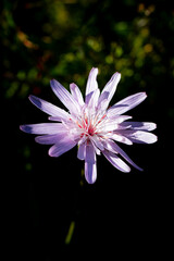 Delicate lilac wildflower in full bloom on dark background, macro close-up with soft petals and dramatic light, minimal nature concept.