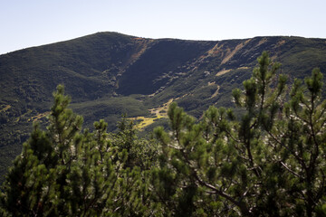 Green alpine mountain slope with shrub-covered ridges and a sunlit valley, seen over pine bushes under a clear blue sky.