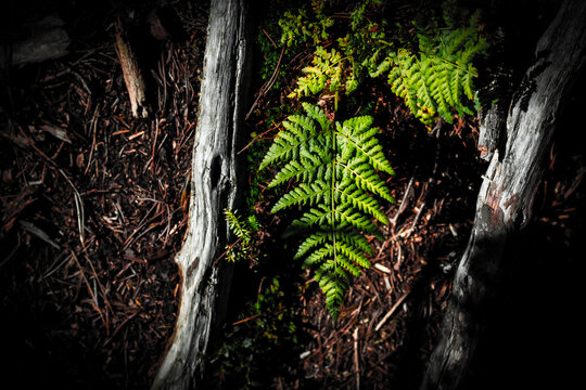 Sunlit green fern frond on dark forest floor between weathered logs, overhead closeup with dramatic light and shadow.