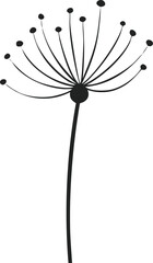 dandelion seeds on white background