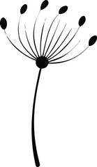 dandelion on white background