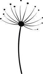 dandelion seeds on white background