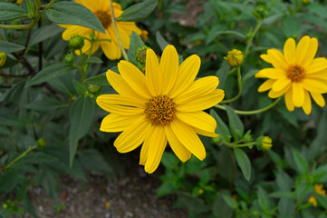 Sunlight on a flower
A corner of nature in bloom