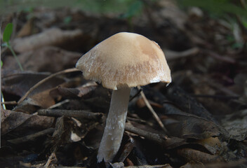 Small fungi in the undergrowth
A colony of fungi on the ground