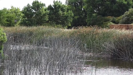 Green Reeds And Trees With Large Pond Rippled By Breeze Petaluma California

