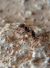 The polymorphism of ants: an army of different sizes