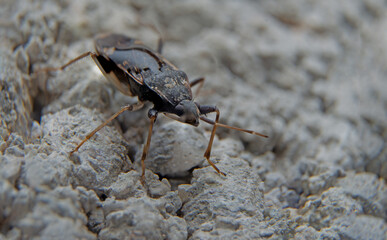 Earth-colored seed bugs: the family Rhyparochromidae