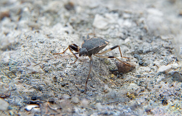 Earth-colored seed bugs: the family Rhyparochromidae