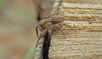 spider on a wooden background