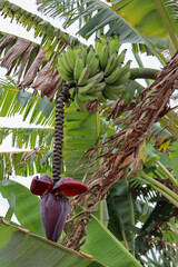 Fotografia Natureza Vegetação Plantas 