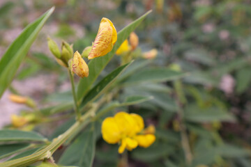 Fotografia Natureza Vegetação Plantas 