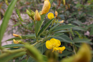 Fotografia Natureza Vegetação Plantas 