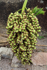 Fotografia Natureza Vegetação Plantas 