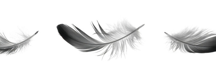 Obraz premium White feathers against black isolated on a transparent background
