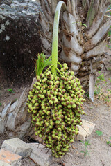 Fotografia Natureza Vegetação Plantas 