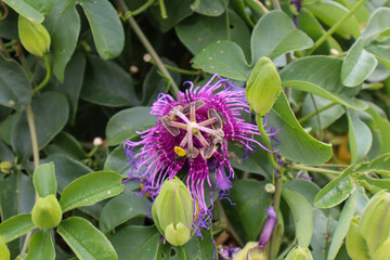 Fotografia Natureza Vegetação Plantas 