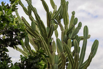 Fotografia Natureza Vegetação Plantas 