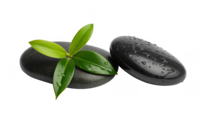 Smooth stones and green leaves isolated on a transparent background
