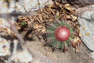 Fotografia Natureza Vegetação Plantas 
