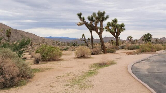 Joshua Tree National Park near Twentynine Palms during a summer season in California, USA