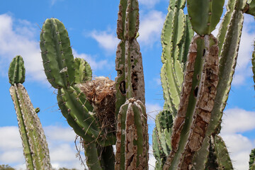 Fotografia Natureza Vegetação Plantas 