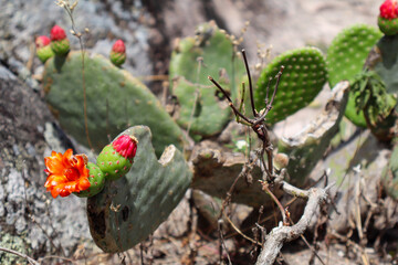 Fotografia Natureza Vegetação Plantas 