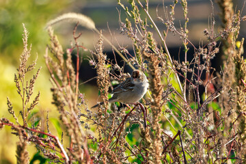 White-Crowned Sparrow