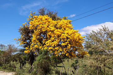 Fotografia Natureza Vegetação Plantas 
