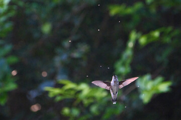 Hummingbird