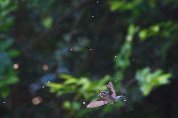 Hummingbird