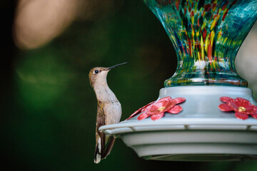 Hummingbird © Wei