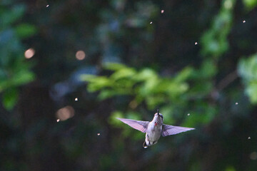 Hummingbird