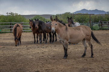 Herd of mules and western quarter horses grazing peacefully in a spacious pasture under a cloudy sky