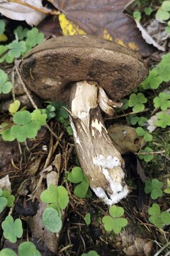 Mushroom, gloomy or porphyry bolete (Porphyrellus porphyrosporus), Bavaria, Germany