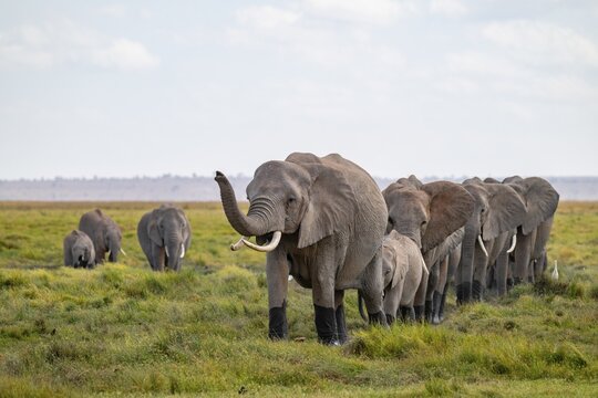 African elephant (Loxodonta africana), herd walking in a row, elephant sticking trunk in the air, Amboseli National Park, Rift Valley Province, Kenya