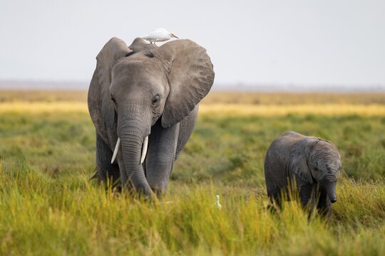 African elephant (Loxodonta africana), in Longinye swamp, mother with heron (Bubulcus ibis) and young, Amboseli National Park, Rift Valley Province, Kenya